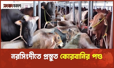 নরসিংদীতে প্রস্তুত কোরবানির পশু