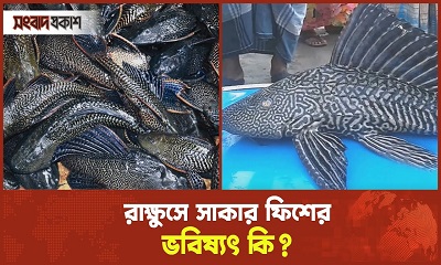 রাক্ষুসে সাকার ফিশের ভবিষ্যৎ কি