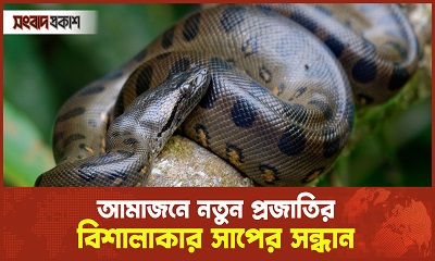 অ্যানাকোন্ডার নতুন প্রজাতি সম্পর্কে যা জানা গেল