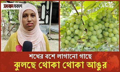 শখের বশে লাগানো গাছে ঝুলছে থোকা থোকা আঙুর