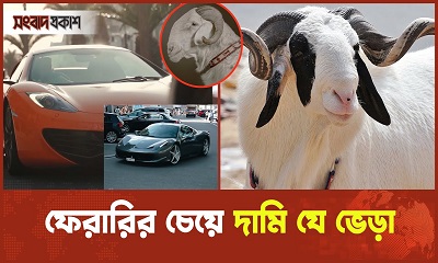যে ভেড়া নিয়ে হয় সৌন্দর্য্য প্রতিযোগিতা