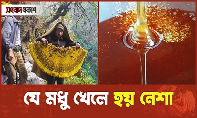 হিমালয়ের রহস্যময় পাগলা মধু যা খেলে হয় নেশা