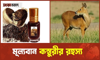 হরিণের নাভি থেকে যেভাবে তৈরী হয় মহামূল্যবান সুগন্ধি