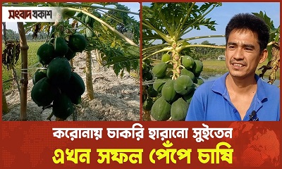 চাকরি হারানো সুইতেন এখন সফল পেঁপে চাষি