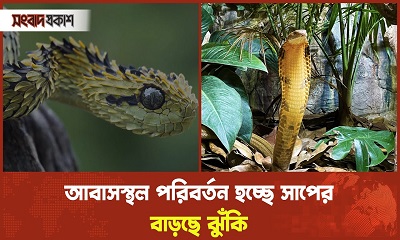 আবাসস্থল পরিবর্তন হচ্ছে সাপের