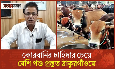 কোরবানির চাহিদার চেয়ে বেশি পশু প্রস্তুত ঠাকুরগাঁওয়ে