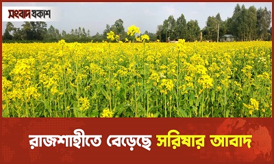 রাজশাহীতে বেড়েছে সরিষার আবাদ