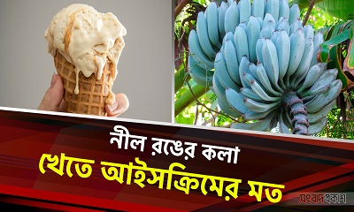 নীল রঙের কলা, খেতে আইসক্রিমের মত