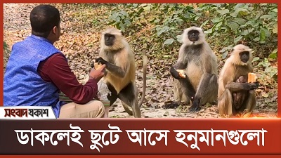ডাকলেই ছুটে আসে হনুমানগুলো 