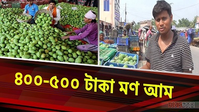 আমের সঠিক দাম না পেয়ে হতাশ বাগানিরা