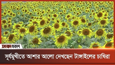 সূর্যমুখীতে আশার আলো দেখছেন টাঙ্গাইলের চাষিরা 