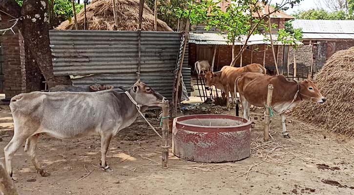 অজানা রোগে মারা যাচ্ছে গরু, বিপাকে খামারিরা