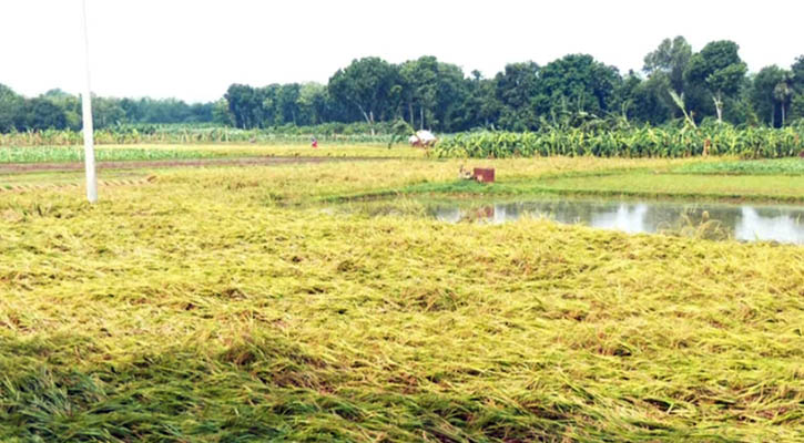 কালবৈশাখীর তাণ্ডবে ক্ষতির মুখে কৃষকরা