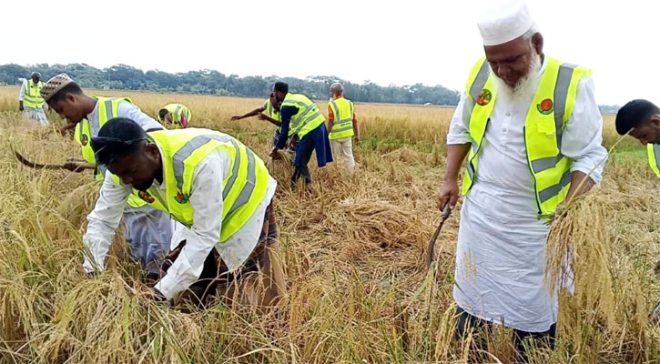 অসহায় কৃষাণীর ধান কেটে ঘরে তুলে দিল কৃষক দল