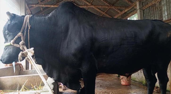 কোরবানির হাট কাঁপাবে ২০ মণের ‘কালাচাঁন’