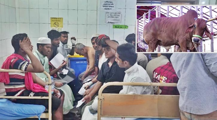 কোরবানি দিতে গিয়ে আহত দুই শতাধিক