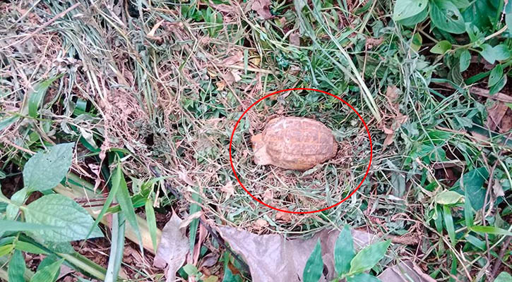 গাছ লাগাতে গিয়ে মাটি খুঁড়ে মিলল ‘গ্রেনেড’