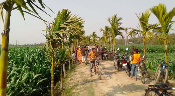 ভুট্টাক্ষেতে পড়ে ছিল হাসিনার মরদেহ