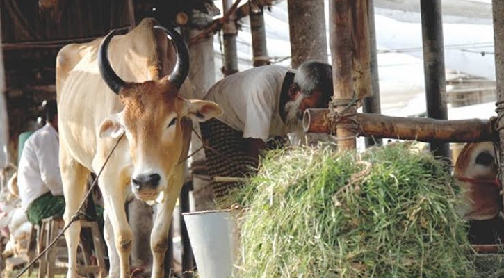 কোরবানির পশুর যত্ন কীভাবে নিবেন