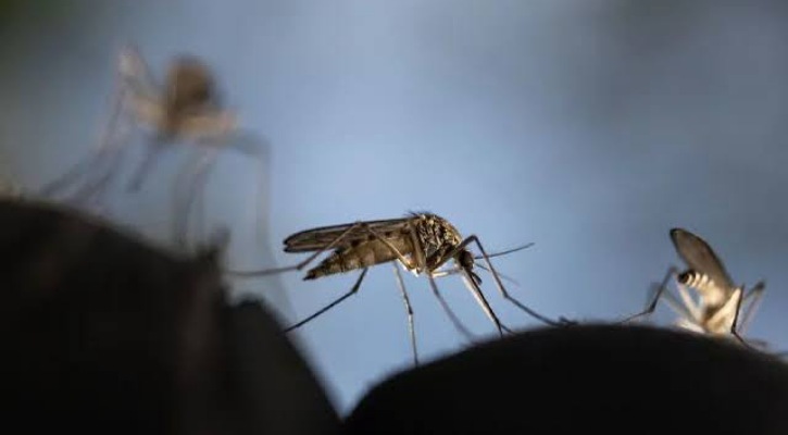 আপনার যেসব ভুলের কারণে এডিস মশা বিস্তার বাড়ছে