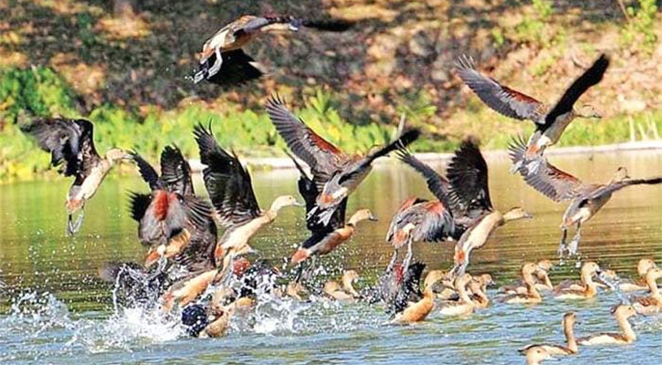 জাহাঙ্গীরনগর বিশ্ববিদ্যালয়ে কমেছে অতিথি পাখি