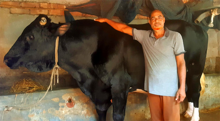 ৩৬ মণের ষাঁড় নিয়ে শঙ্কায় জাহাঙ্গীর