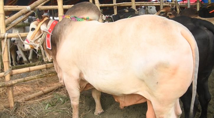 ‘ইলিয়াস কাঞ্চনের’ দাম ১৫ লাখ, কদর নেই ‘শাকিব খানের’