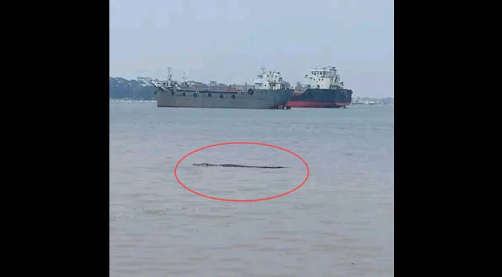 মোংলায় নদীতে ভেসে বেড়াচ্ছে কুমির, আতঙ্কে তীরবর্তী মানুষ