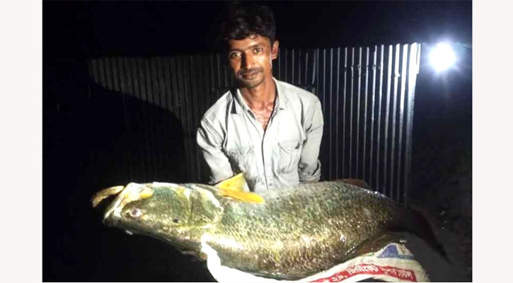 মেঘনার এক কোরাল সাড়ে ২৬ হাজার টাকায় বিক্রি
