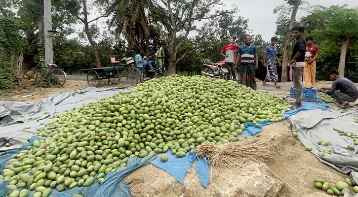 আম নিয়ে বিপাকে চাষি-ব্যবসায়ীরা