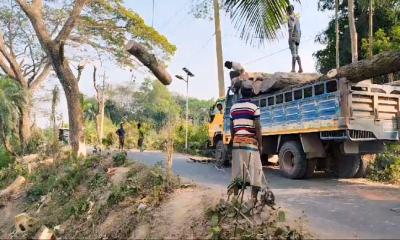 এক বছরেই কর্তন ১৭০০, তিন বছরে রোপন হয়নি একটিও