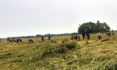 আত্রাইয়ে ইরি ধান কাটা-মাড়াই শুরু, ফলন নিয়ে শঙ্কা