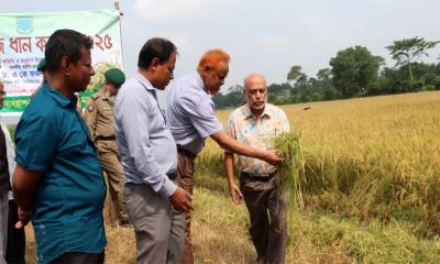 এ বছর ২০০ টন বীজ ধান সরবরাহ করবে বাকৃবি