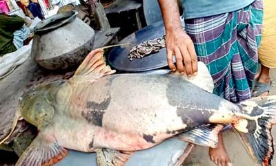 বড়শিতে ধরা পড়ল এক মণ ওজনের বাঘাইড় 