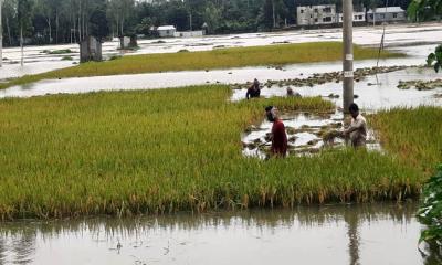 ৪ জেলায় বন্যার আভাস, দ্রুত ফসল কাটার পরামর্শ