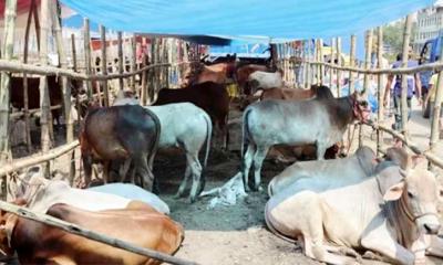 মেরাদিয়ায় পশুর হাট বসানো নিয়ে যে আদেশ দিলেন হাইকোর্ট