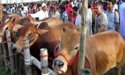 রাজধানীতে কোরবানির পশুর হাট বসছে যেসব জায়গায় 
