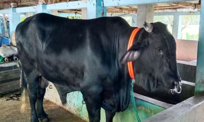 ঢাকা কাঁপাতে আসছে ‘বাংলার বস’