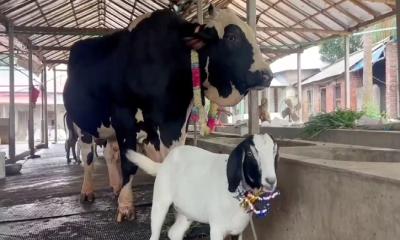 ‘সান্ডা’ কিনলে ‘পান্ডা’ ফ্রি!