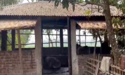 চোর চক্রের প্রধানকে গ্রেপ্তার করায় ওসির বাড়িতে চুরি