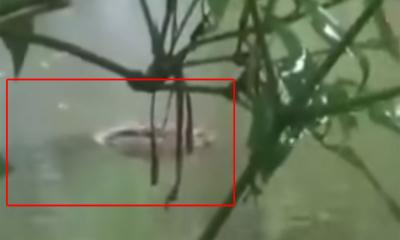 নোয়াখালীতে পুকুরে কুমির, সর্বশেষ যা জানা গেল