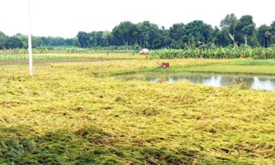 কালবৈশাখীর তাণ্ডবে ক্ষতির মুখে কৃষকরা