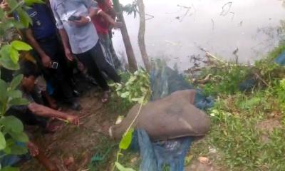 নোয়াখালীতে বস্তাবন্দি কুকুরের মরদেহ নিয়ে তোলপাড়