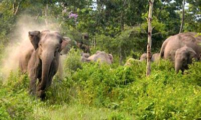 বন্য হাতির আক্রমণে বৃদ্ধার মৃত্যু