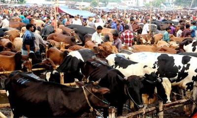 ‘পশুর হাটে তৎপর থাকবে পুলিশ’