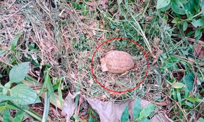 গাছ লাগাতে গিয়ে মাটি খুঁড়ে মিলল ‘গ্রেনেড’