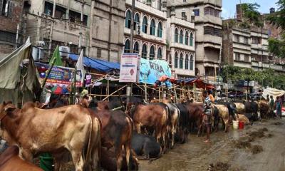 ‘রাস্তা ব্লক করে পশুর হাট বসালে কঠোর ব্যবস্থা’
