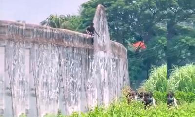 কারাগারের উঁচু দেয়াল বেয়ে ওপরে উঠলেন হাজতি, অতঃপর…
