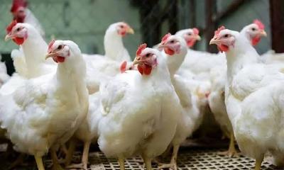ব্রয়লার মুরগি খাওয়া কেন ক্ষতিকর?