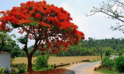 আগুনরঙা কৃষ্ণচূড়ায় সেজেছে প্রকৃতি
